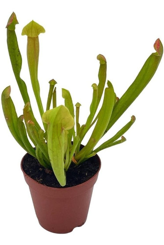 Planta De Jarra Dulce, Planta Carnívora, Sarracenia Ru...