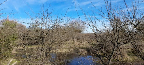 Campo Para Inversión En San Carlos