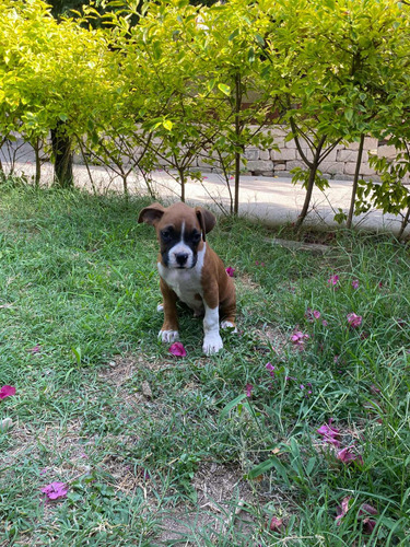 Cachorros Boxer