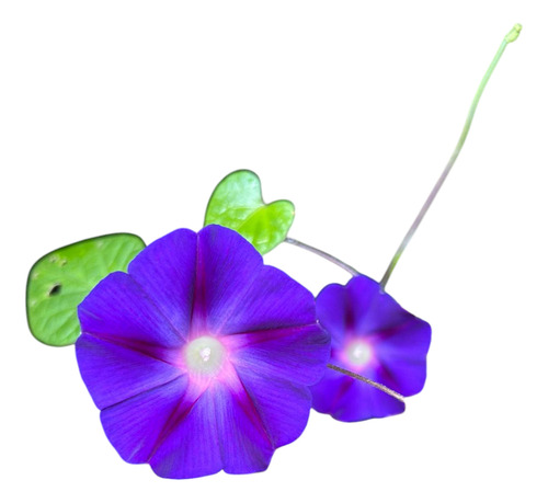 Trepadora Nativa - Enredaderas Con Flor - Campanilla Púrpura