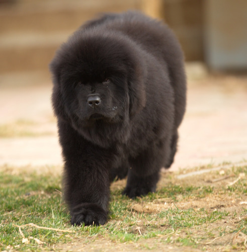 Cachorros Terranovas Directo De Europa C/pedigree Fci Negro