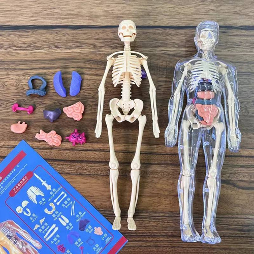 Modelo Corpo Humano Anatômico Esqueleto Orgãos Do Torço 1:6