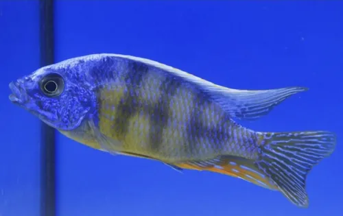 Protomela Sp. Taiwan Reef