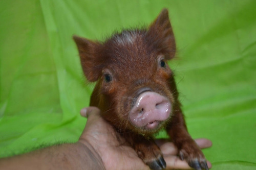 Mini Pig