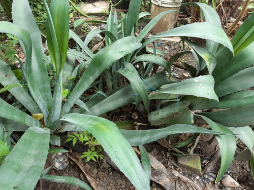 Maguey De Entre 20 Y 50cm De Alto