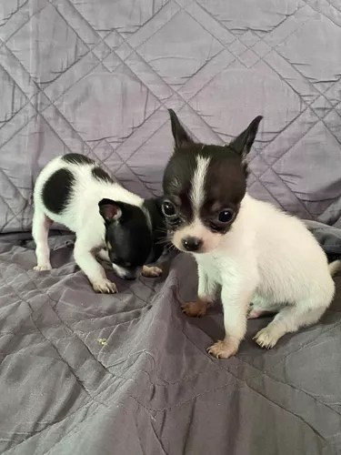 Chihuhua machinho mini - Cachorros e acessórios - Jardim Petrópolis,  Campinas 1260340281