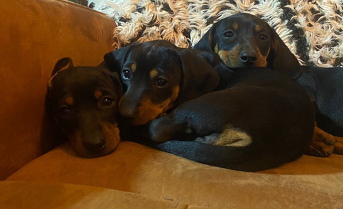 Dachshund Cachorras 9 Semanas, Desparasitadas Y Vacunadas