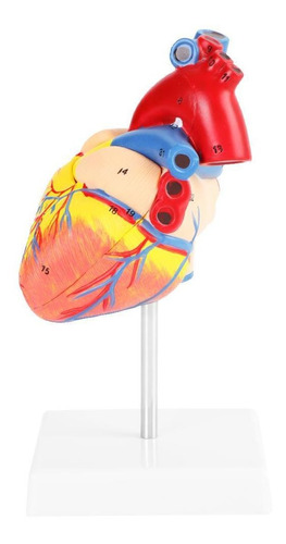 1:1 Médico Anatómico Humano Talla Vida Modelo Corazón Par