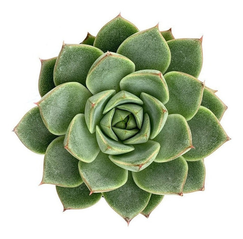 Suculenta Echeveria Mediana