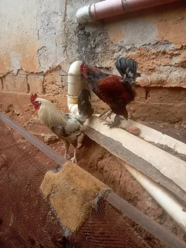 Gallos Cresta Rey Conchinchina
