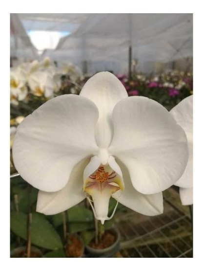 Orquídea Phalaenopsis Branca Pré Adulta | MercadoLivre