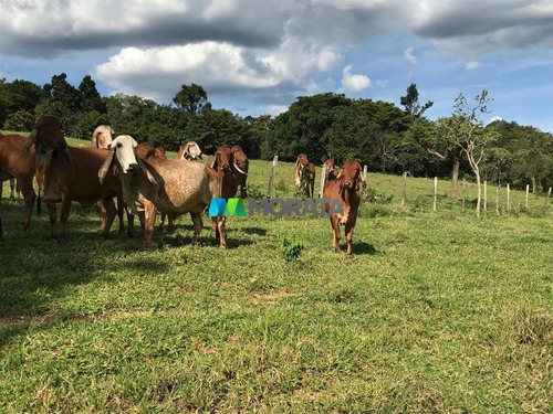 Imagem 5 de 15 de Fazenda - Zona Rural - Ref: 4343 - V-mta4343