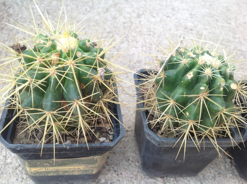 Echinocactus Grusonii, Barril De Oro