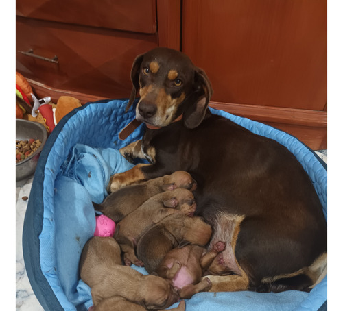 Cachorros Salchichas Teken Color Miel