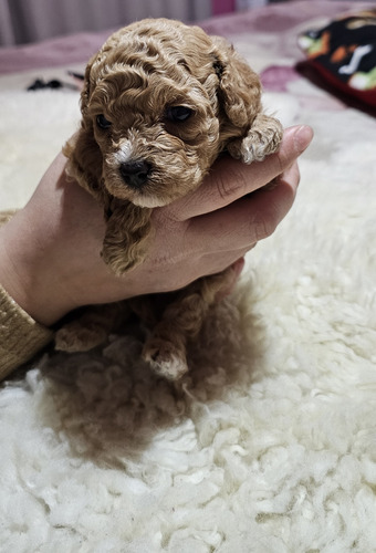 Poodle Toy Apricot