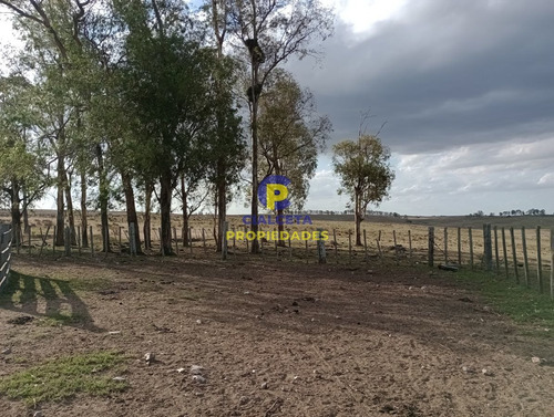 223 Hectáreas En Treinta Y Tres, Se Financia