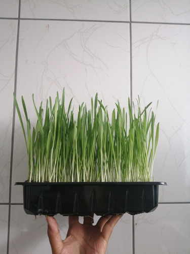 Hierba Gatera  Catgrass  Pasto Para Gatos 