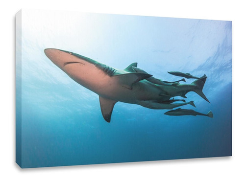 Cuadro Decorativo Canvas Tiburón Océano Shark 120x80