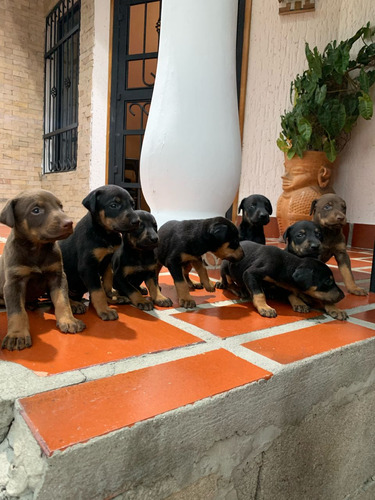 Cachorros Doberman