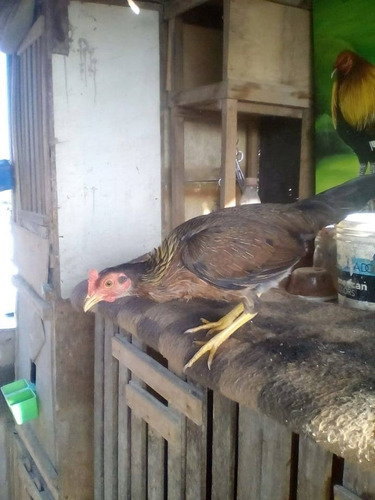 Gallos De Pelea