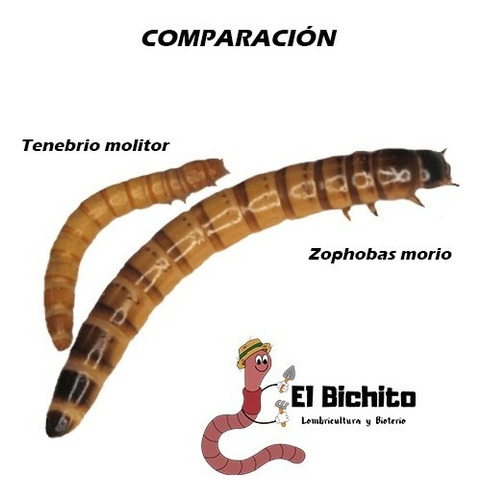 Zophobas Morio X 1000 Alimento Vivo Gusanos