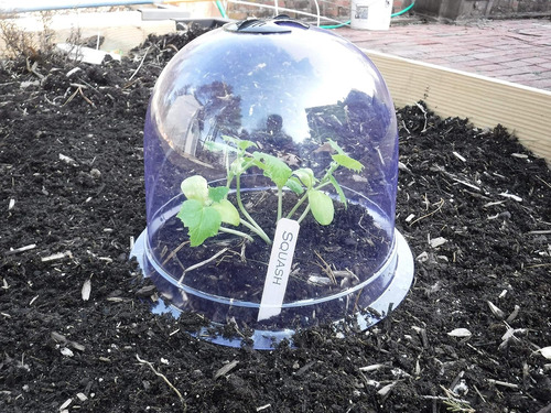 Mini Invernadero De Plástico Reutilizable Para Cubrir Planta