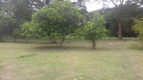 Imagen 9 de 11 de Finca De 600 Hectáreas En Arismendi