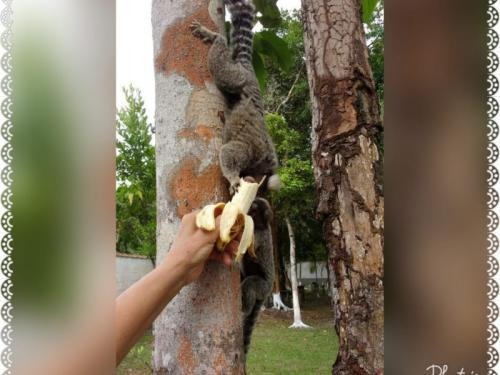 Imagem 2 de 14 de Chácara Em Itanhaém-são Fernando Prox À Pista Com 3dorm 6794