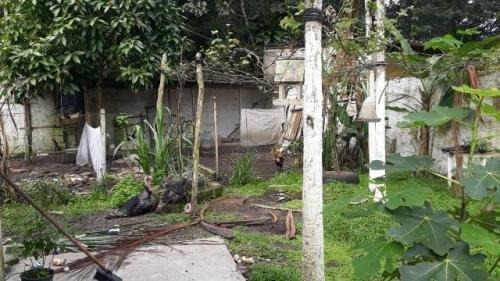 Chácara C/ Árvores Frutíferas No Gaivota - Itanhaém-4821 Npc