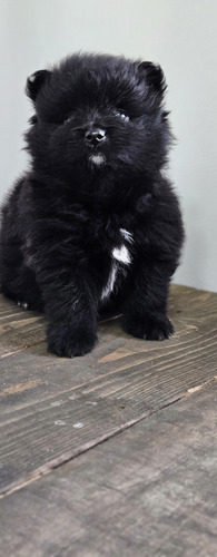 Pomerania Hembra Negra 1 Negro