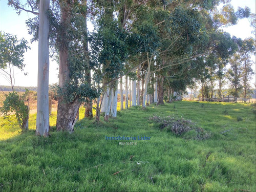 Campo En Piedras De Afilar