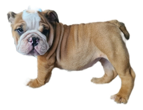 Imagen 2 de 10 de Bulldog Inglés Hembra / Cachorra De 3 Meses