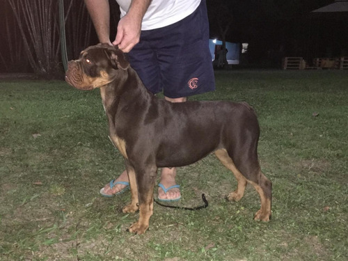 Bulldog Campeiro