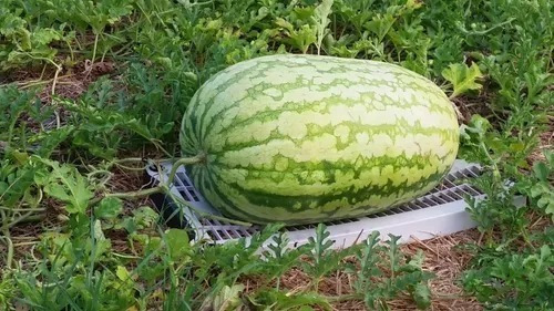 50 Semillas De Sandia Gigante 