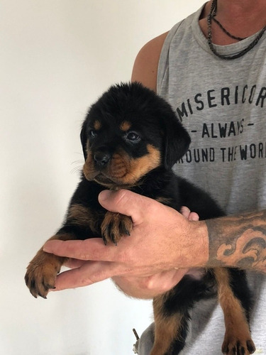 Rottweiler Cachorros Selección 1