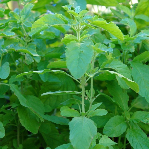 10 Semillas Albahaca Santa Tulsi Ocimum Sanctum Tenuiflorum