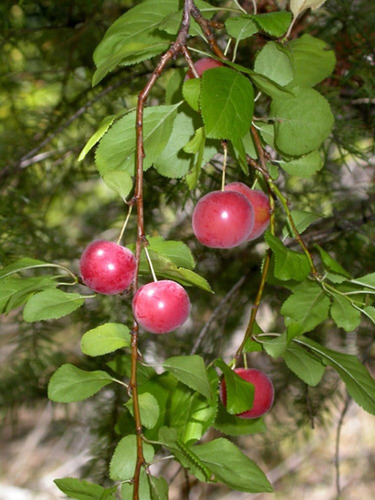 Ameixa De Jardim - Sementes Fruta P/ Vasos E Mudas