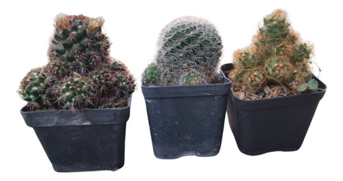 Plantas Cactus Para Decorar Variados En Matera P7