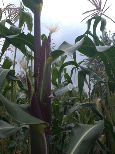 Micelio Para Producir Huitlacoche, Presentación Líquida