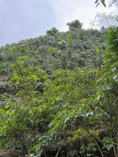 Hermosísima Finca Para Inversión