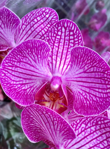 Orquídea Arreglo Floral (6 Varas) Y Suculentas En Tronco