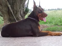 Comprar Doberman Europeos Enormes Camada Para Nacer 