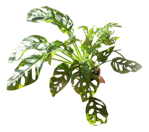 Philodendron Peruviano - Filodendro - Planta De Interior