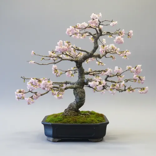 Bonsai Sakura Anã Cerejeira Linda Com Flores A Pronta Entreg