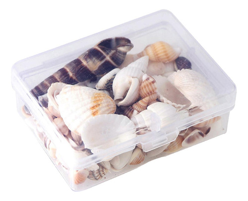 1 Caja Conchas De Mar Mixtas Conchas De Playa Acentos