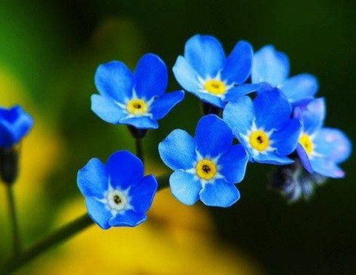 50 Semillas Flores Exótica Miosotis Azul De Los Alpes