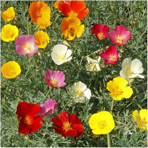 Sementes De Eschscholzia Papoula Da Califórnia Sortida