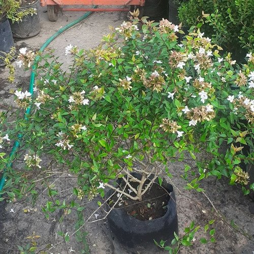 Imagen 4 de 4 de Abelia Grandiflora 10lts