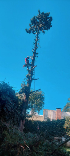 Imagen 8 de 12 de Poda De Arboles Tala Extracción Palmeras Whatsp 1528694955
