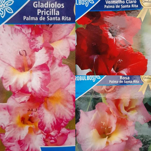Bulbos Florales Importados Amaryllis Dahlias Gladiolos